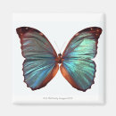 Recherche de aile photographie Papillon