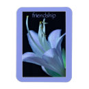 Recherche de fleur lys magnets Violet