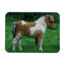 Suche nach pony magnete Pferd