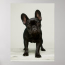 Recherche de taureau noir posters Chien