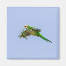 Suche nach parakeet magnete Tropisch