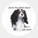 Suche nach kavaliere aufkleber Cavalier king charles spaniel