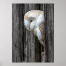 Suche nach schleiereule poster Vogel