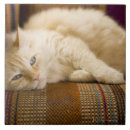 Suche nach hauskatze fliesen Tabby