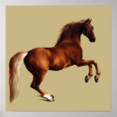 Recherche de anatomie cheval posters Chevaux
