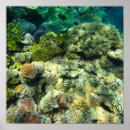 Suche nach coral reef poster Unterwasser