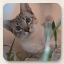 Suche nach blaue katze untersetzer Niedlich