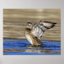 Suche nach holzenten Natur
