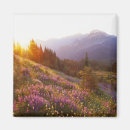 Suche nach lupine magnete Berg