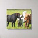 Suche nach pferde leinwandbilder Wildpferd