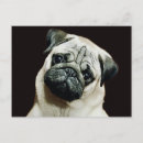Recherche de carlin noir cartes postales Animal