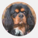 Suche nach cavalier king charles aufkleber Tier