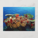 Recherche de corail mou cartes postales Vie marine