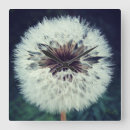 Suche nach löwenzahn wanduhren Samen