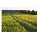 Suche nach grüne weiden poster Ruhe