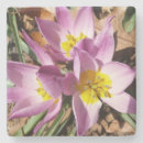 Suche nach krokus untersetzer Blumenreich