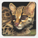 Recherche de jaguar animal autocollants Faune