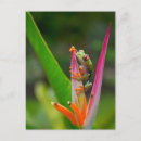 Suche nach augäpfel postkarten Blume