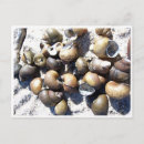 Recherche de eau douce cartes postales Photographie