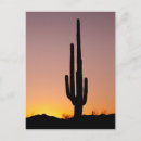 Recherche de saguaro cactus cartes postales Photographie
