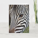 Recherche de equids Safari