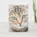 Suche nach katzengesicht karten Lustige katze