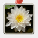 Recherche de nénuphar ornements Lotus