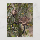 Recherche de pantanal cartes postales Judith zimmerman