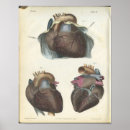 Suche nach vintages herz poster Anatomie