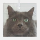 Recherche de chat gris ornements Chaton