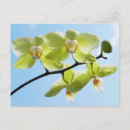 Suche nach blaue orchideen postkarten Natur