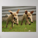 Suche nach labrador welpe poster Welpen