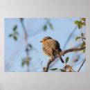 Suche nach rotkehlchen poster Tiere