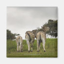 Suche nach zebras magnete Horizontal