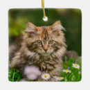 Recherche de maine ornements Chat tigré