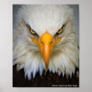 Suche nach amerikanischer vogel poster Glatze
