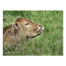 Suche nach niedliches kalb poster Nutztiere
