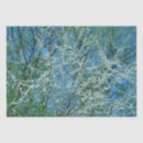 Suche nach pflaumenbaum Blume