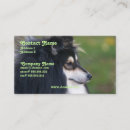 Recherche de sheltie Chiens