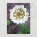 Suche nach kleeblatt postkarten Blume