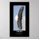 Suche nach adler im flug poster Vögel