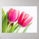 Suche nach tulips poster Fotografie