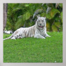 Suche nach wildkatzen poster Wildtiere