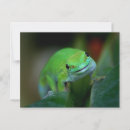 Suche nach gecko postkarten Grün