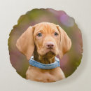 Suche nach vizsla kissen Welpe