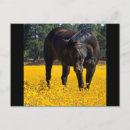 Recherche de fleurs de champ cartes postales Cheval