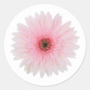 Recherche de marguerite rose gerbera autocollants Pour elle