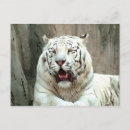 Recherche de tigre blanc cartes postales animal