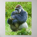 Recherche de ape posters Nature