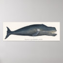Recherche de baleine vintage posters Antique